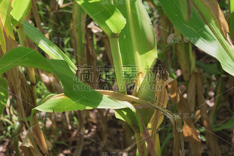 60天的玉米植株