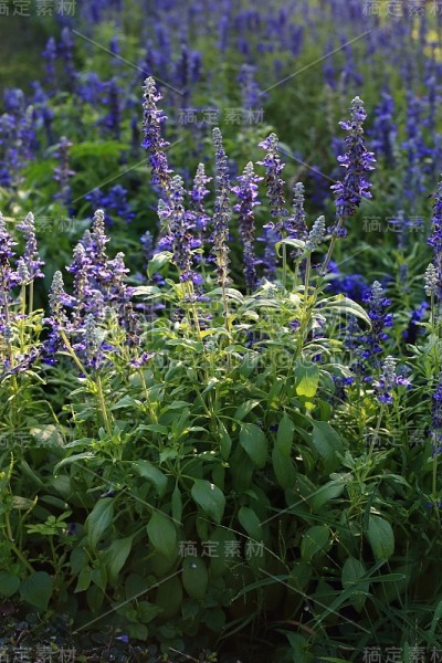 Angelonia，紫罗兰，紫色的花