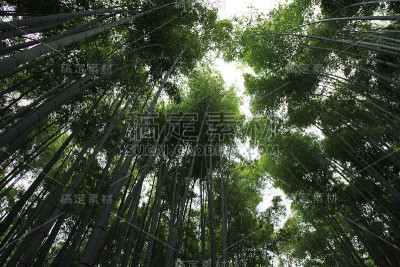 日本京都的巨大竹林