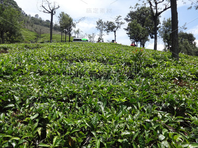 茶园近的缩放从茶园。