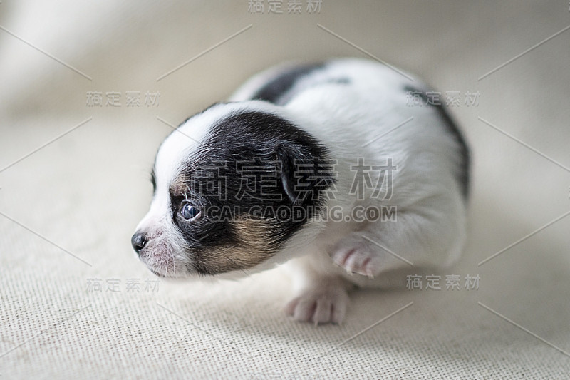 吉娃娃犬的新生幼犬。特写，选择性聚焦。