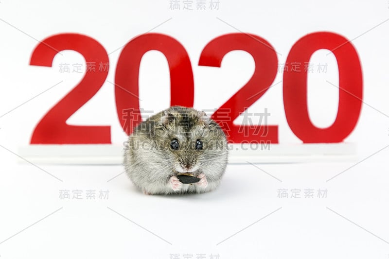 新年。2020年是日历上的鼠年。