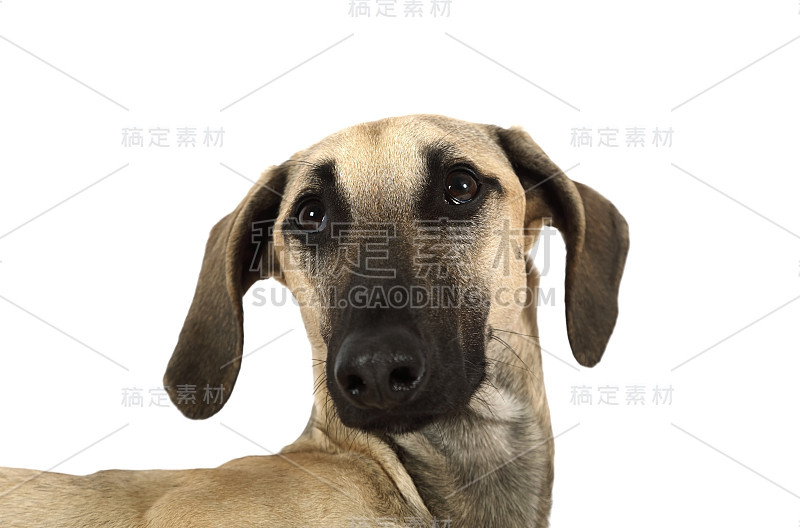 阿拉伯斯拉基犬的肖像