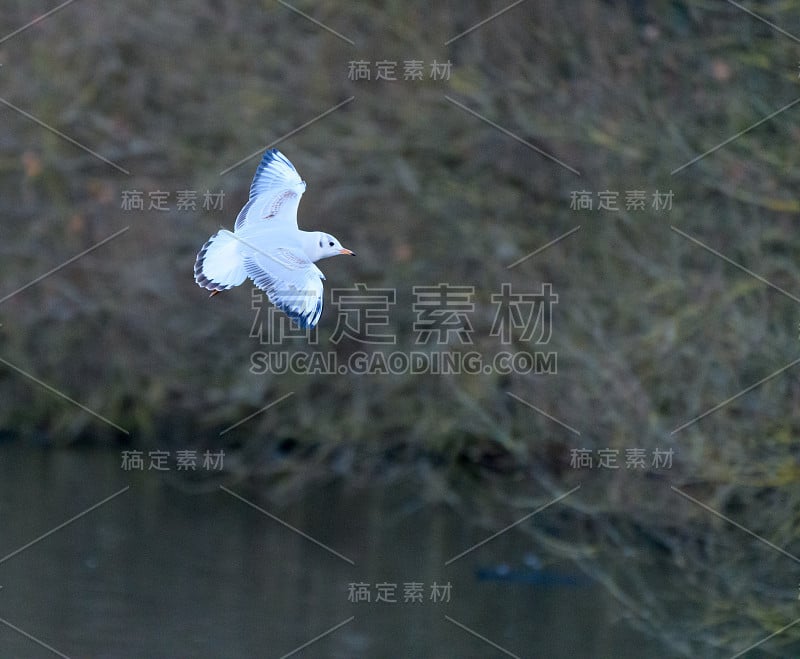 一只披着冬季羽毛的黑头海鸥飞过丁顿牧场的黑天鹅湖