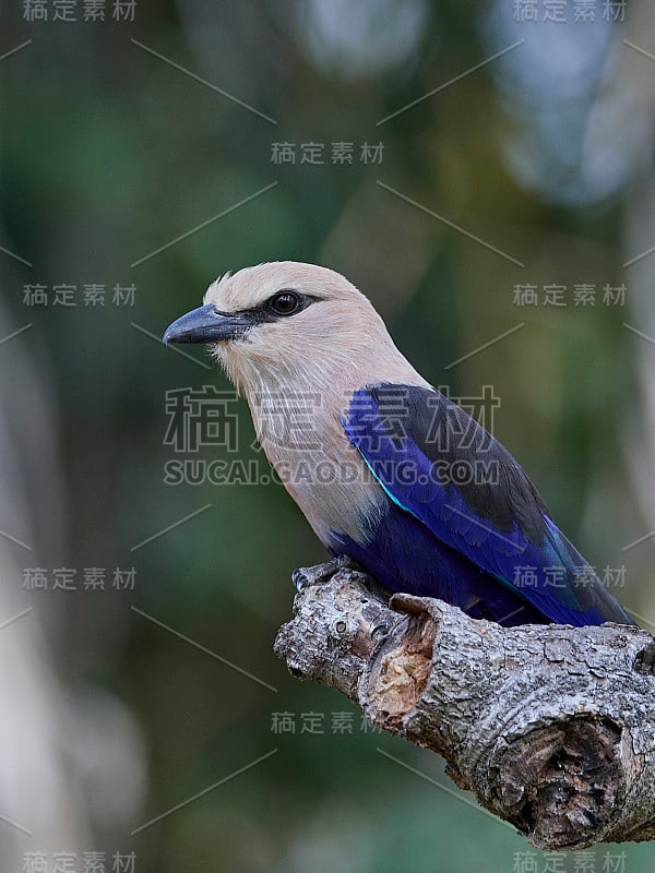 蓝腹辊(Coracias cyanogaster)