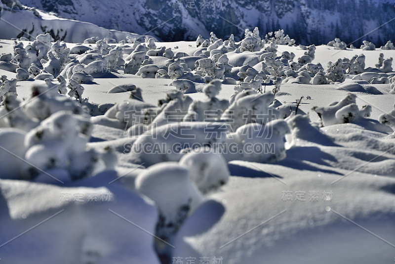 山上的松树覆盖着粉状的雪