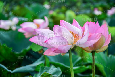 粉红色的莲花花瓣