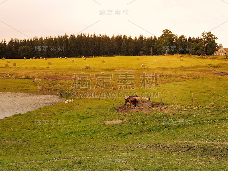 日落时分，马匹在草地上吃草。法国乡村郊区的风景