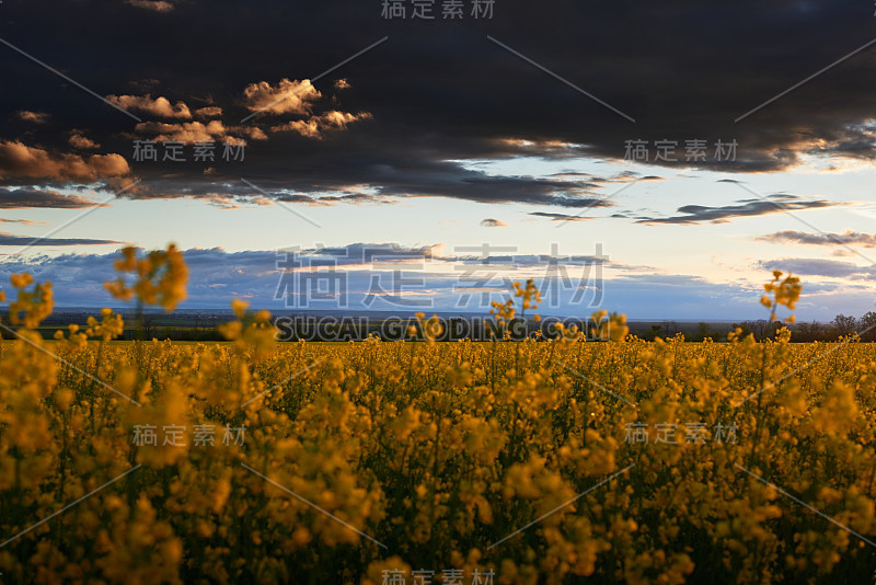 美丽的日落黄花油菜田，明亮的春天景观，黑暗的天空，云彩和阳光