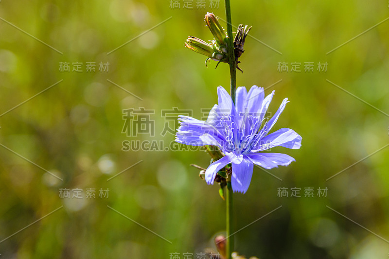 菊苣属植物的花