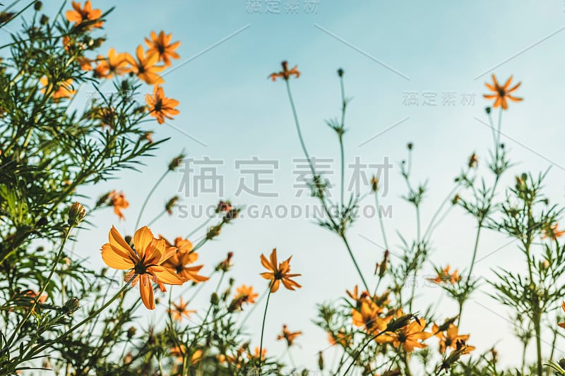 黄硫宇宙花在大自然的花园，蓝天，复古风格。