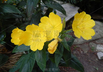 黄色的夏花