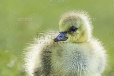 加拿大鹅宝宝