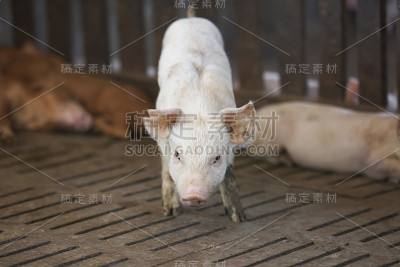 农场里的猪