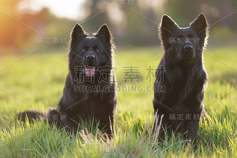 两只听话的长毛黑色德国牧羊犬坐在一起在一个绿色的草地摆姿势的日落