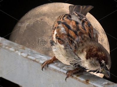 跳月球麻雀