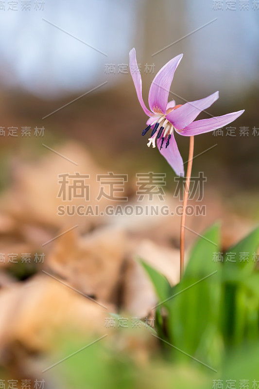 犬齿紫，百合科的狗齿紫或狗齿紫，初春开白色、粉红色或淡紫色花。卵形到披针形叶，白色球茎，潮湿的林地植