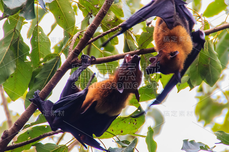 在泰国曼谷的Wat Po，泰国差春骚，用泰语说的Lyle's flying fox, Pteropu