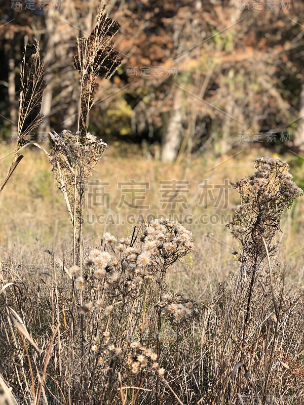 醒着的穿过田野