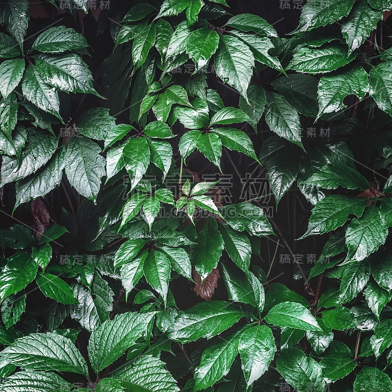 潮湿的野葡萄叶子背景