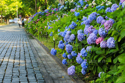 绣球花在路边
