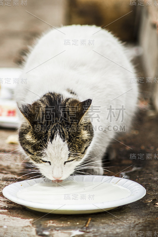 猫和牛奶