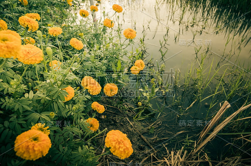 万寿菊或万寿菊开花年份