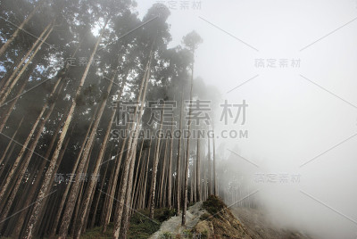 树