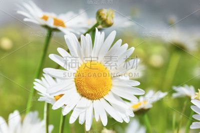 洋甘菊在花
