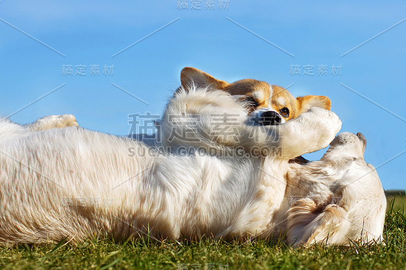 威尔士柯基和金毛猎犬在花园里的绿草地上玩耍。国防部的乐趣