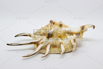 海美丽不寻常的贝壳在白色的背景
