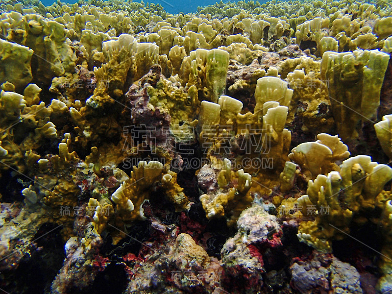 加勒比海潜水