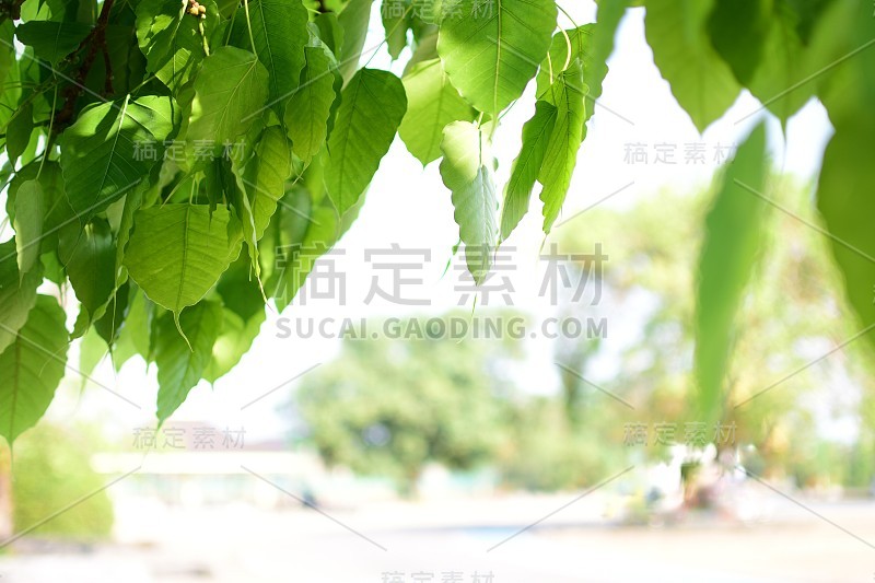 用于插入文本的菩提树