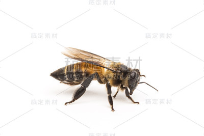 蜜蜂隔离
