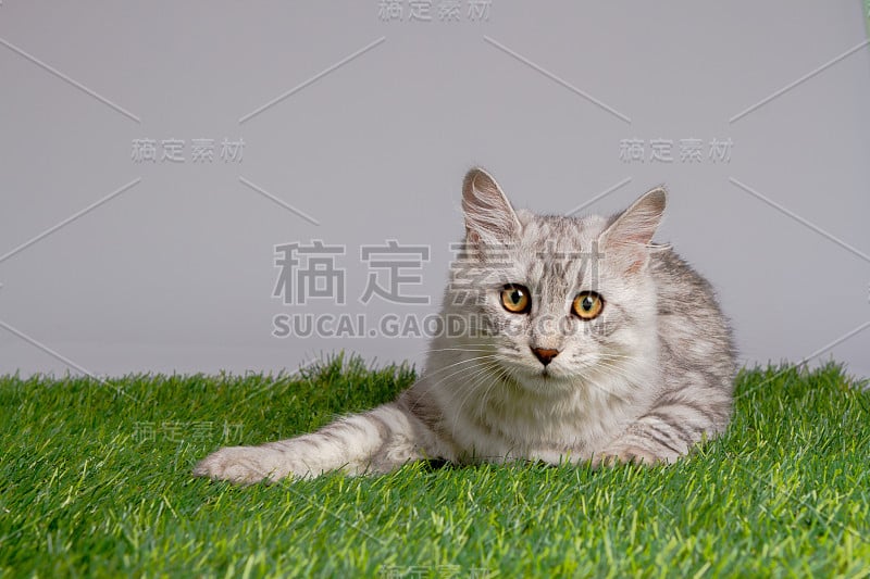 年轻的虎斑猫孤立在灰色背景