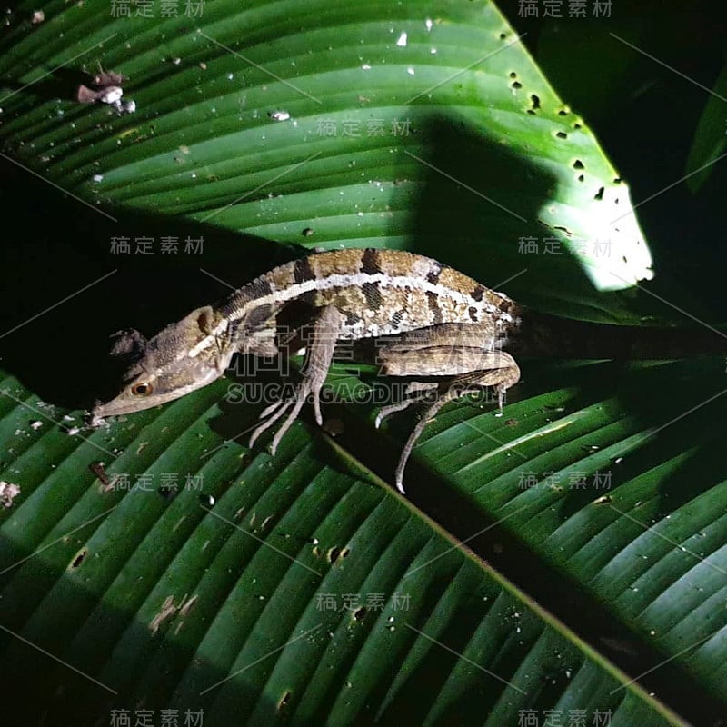 植物上的爬行动物