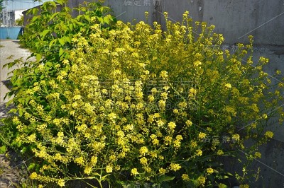 一丛黄花