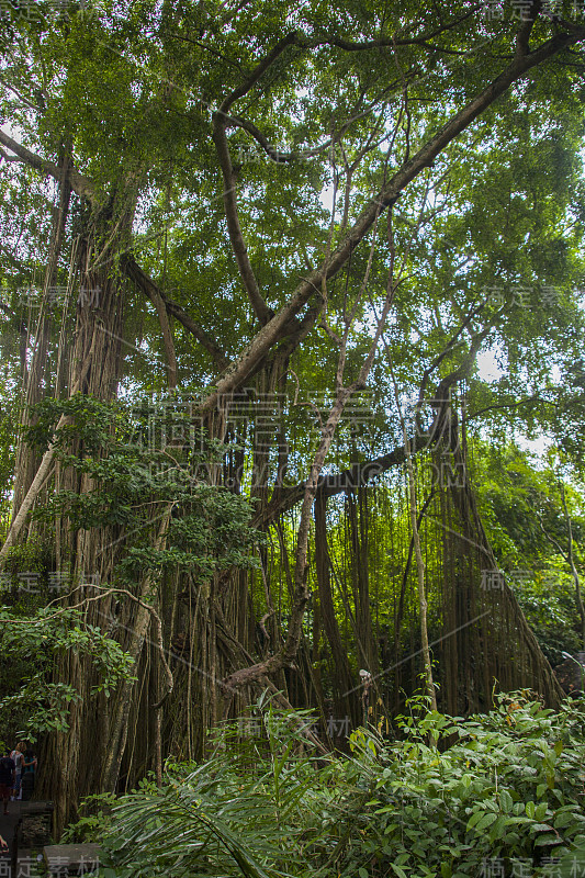 印尼巴厘岛的风景