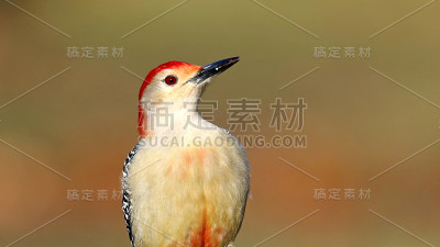 红腹啄木鸟