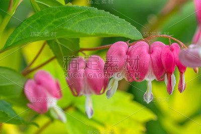 粉红色娇嫩的双心花在绿色的背景上。关闭了。本空间