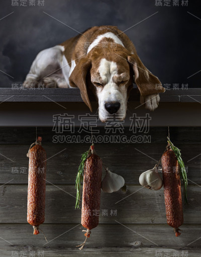 小猎犬和意大利腊肠。