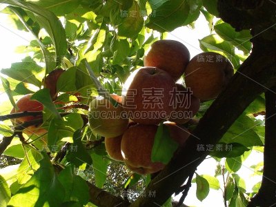 树枝上的苹果，葡萄牙波尔图