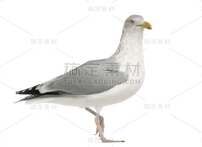 欧洲银鸥，Larus argentatus, 4岁，在白色背景下行走