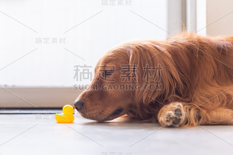 金毛猎犬躺在地上