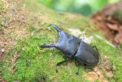 命运之日beetle