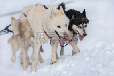 一群西伯利亚哈士奇和雪橇狗参加狗拉雪橇比赛