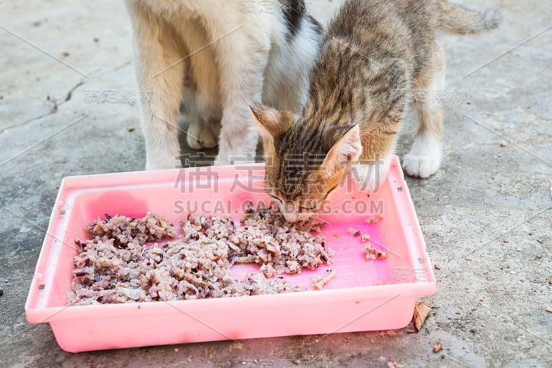 无家可归的猫和小猫咪在吃米饭