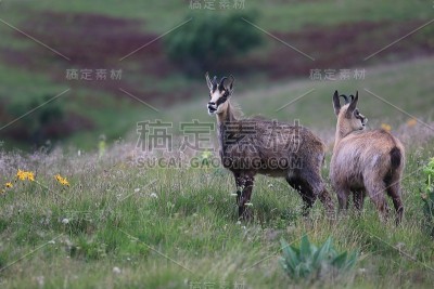 查莫瓦（鲁皮卡普拉鲁皮卡普拉）沃斯盖斯山，法国格姆森沃格森