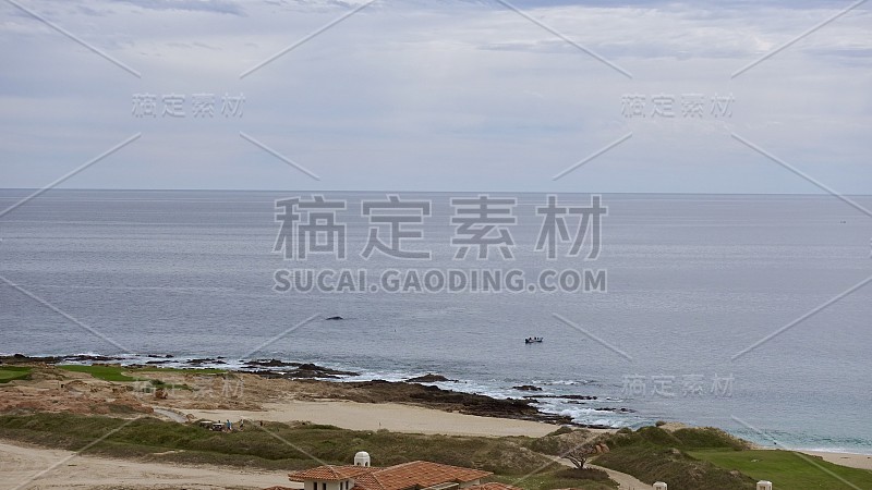 靠近海岸线的座头鲸