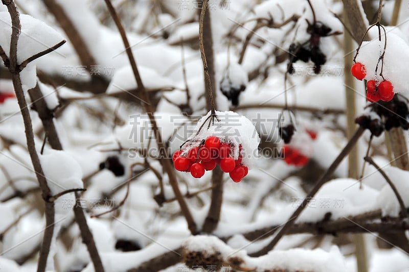 冬天，成熟的荚蒾挂在雪地下的树枝上